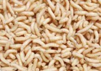 Chov kostních červov